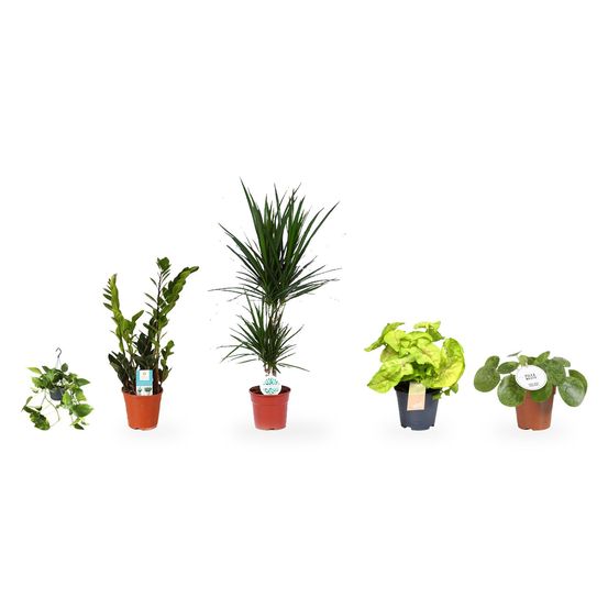 Coin bibliothèque - dracaena marginata et 4 étages d'étagère — lot de 5 plantes