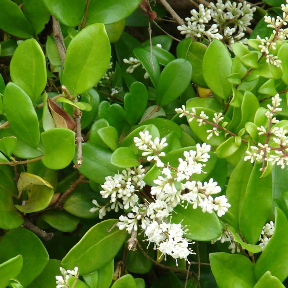 Troène luisant, troène de chine lucidum, ligustrum pot de 4l - 40/60 cm