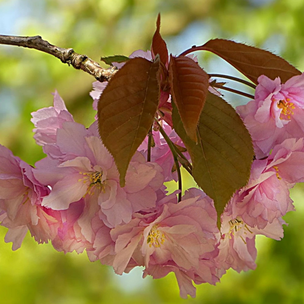 Prunier myrobolan pourpre pot de 7,5l - 100/150 cm