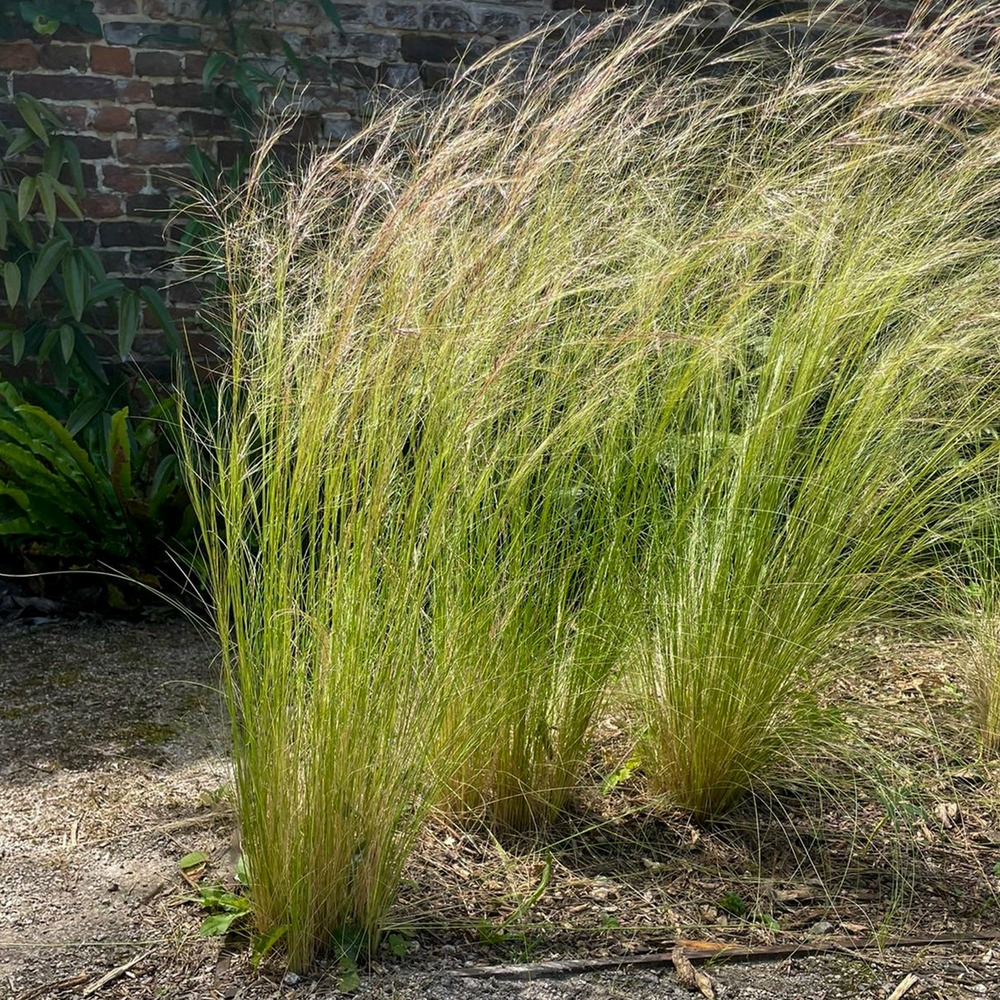 Stipa tenuissima - cheveux d'ange - les 2 pots /  9cm | Truffaut