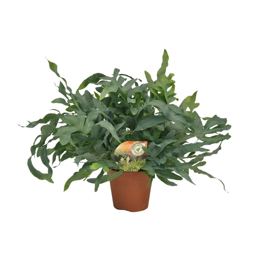 Phlebodium blue star - ø17cm - ↕60cm - plantes d'intérieur