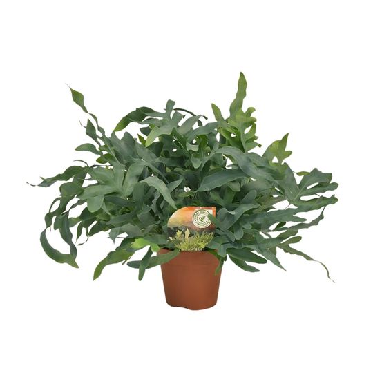 Phlebodium blue star - ø17cm - ↕60cm - plantes d'intérieur