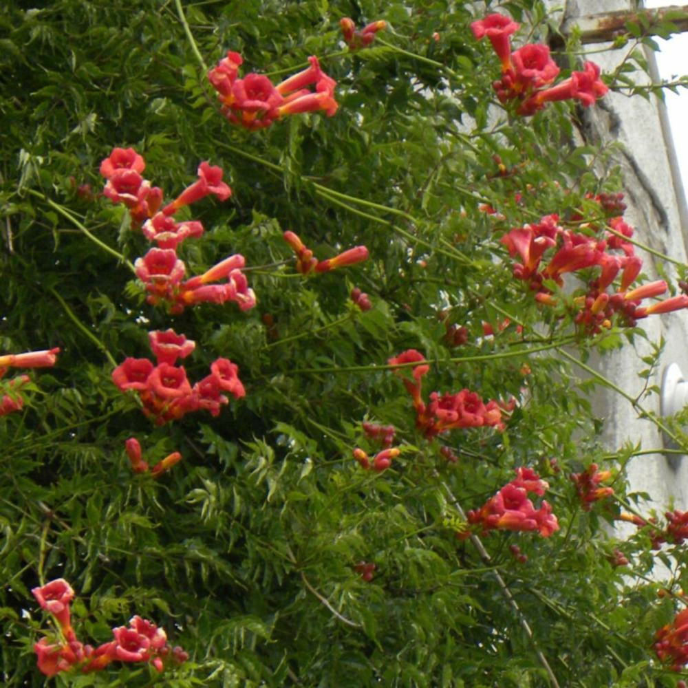 Bignone radicans pot de 1,5l - tuteur bambou 30/60 cm