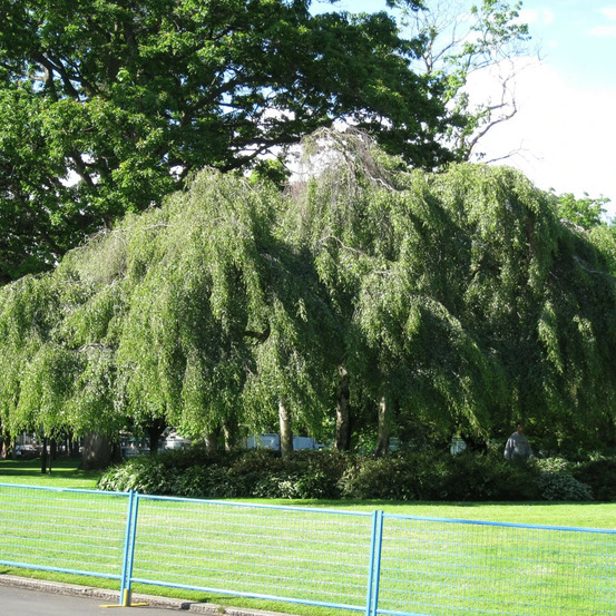 Bouleau verruqueux youngii, betula pot de 30l - tige 10/12