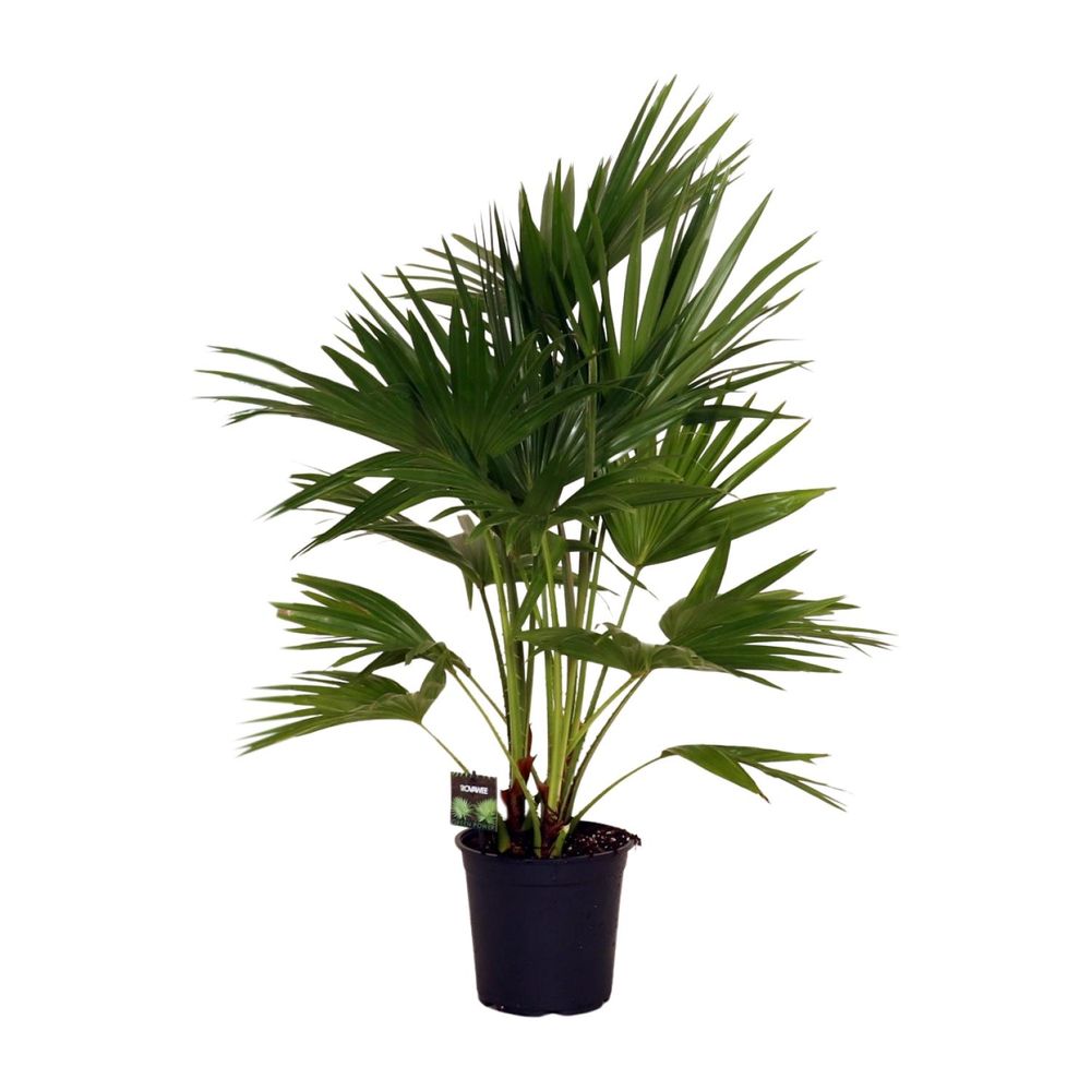 Livistona chinensis - ø24cm - ↕100cm - plantes d'intérieur