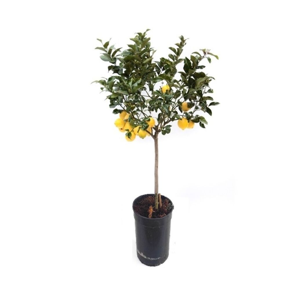 Citronnier 4 saisons large en pot h 70 à 110 cm cultivé localement