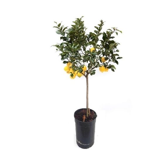 Citronnier 4 saisons large en pot h 70 à 110 cm cultivé localement