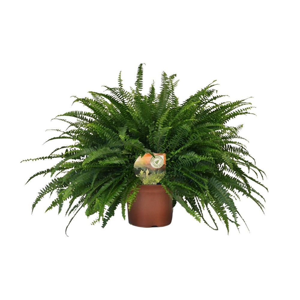 Nephrolepis green lady - ø19cm - ↕60cm - plantes d'intérieur