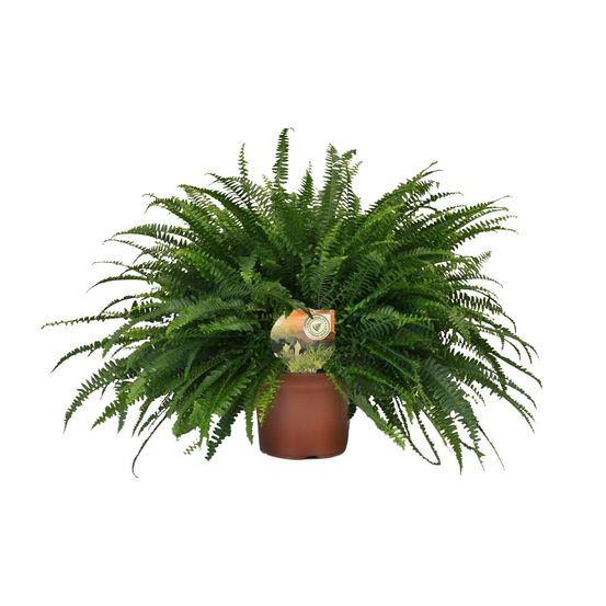Nephrolepis green lady - ø19cm - ↕60cm - plantes d'intérieur