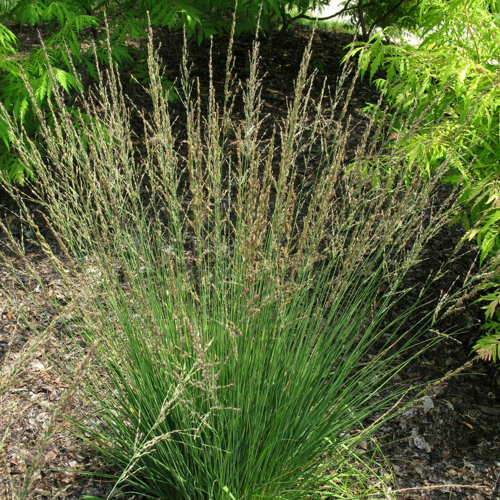 Molinie bleue moorflamme - le pot / ø 9cm