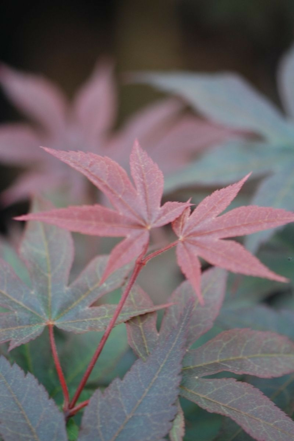 Erable du japon 'twombly's red sentinel' - en pot de 2 litres