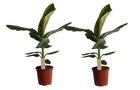 Musa cavendish - set de 2 - plantes d'intérieur - pot 21cm - hauteur 90-100cm