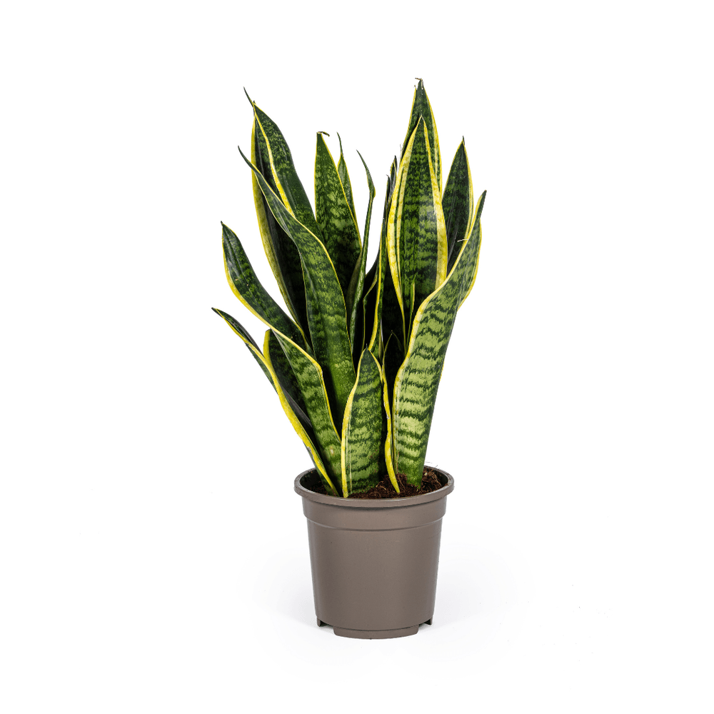 Sansevieria trifasciata futura superba ø17cm - ↕45 - 55cm - plantes d'intérieur