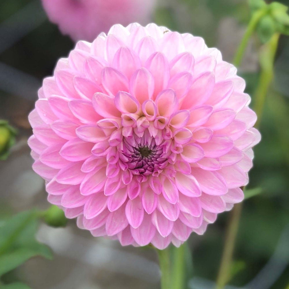 Dahlia décoratif 'sefton silvertop' bulbe calibre i