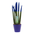 Sansevieria cylindrica - velvet touchz - pot décoratif bleu inclus - hauteur 20-40cm - pot 9cm