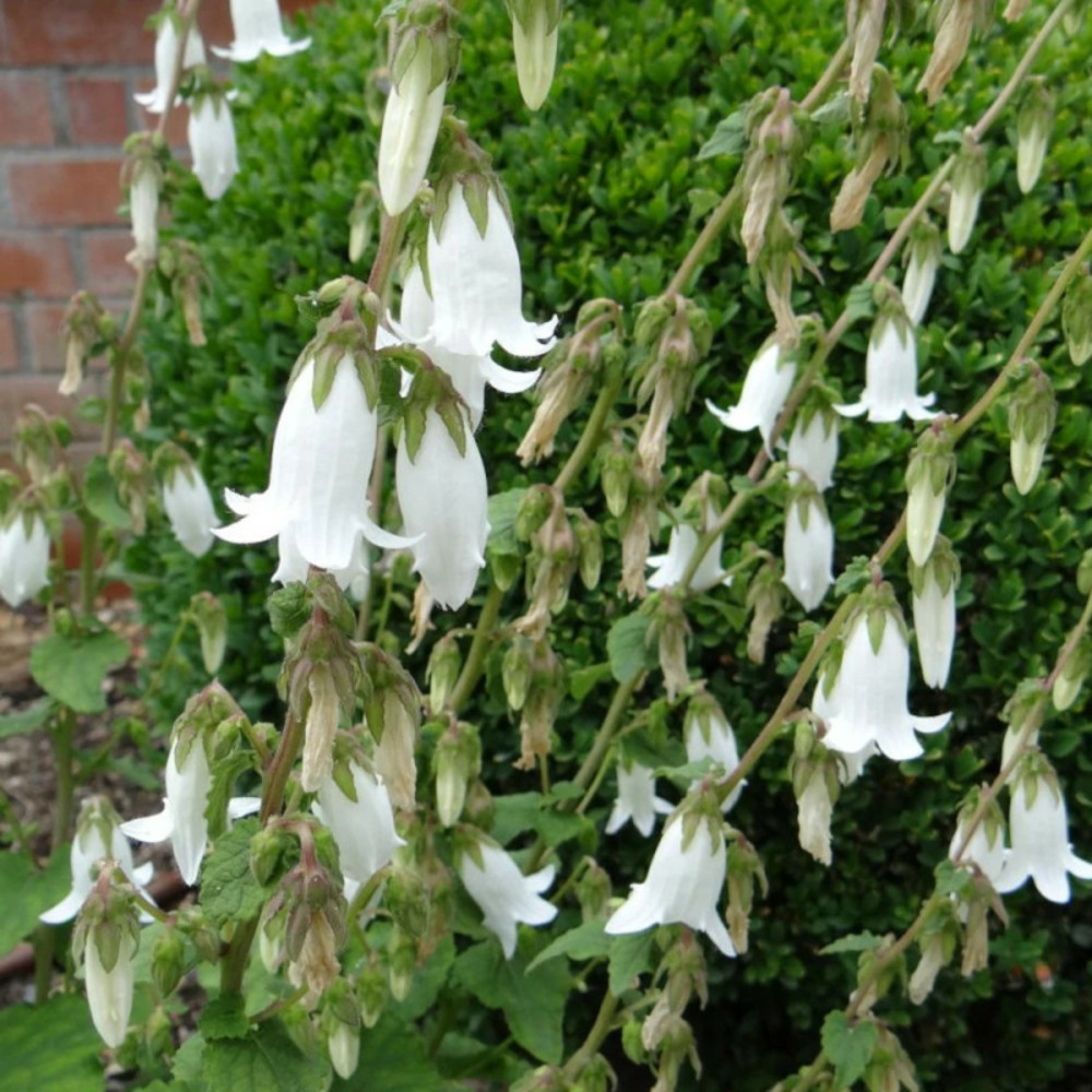 Campanule de corée blanche, campanule takesimana godet - 5/20 cm