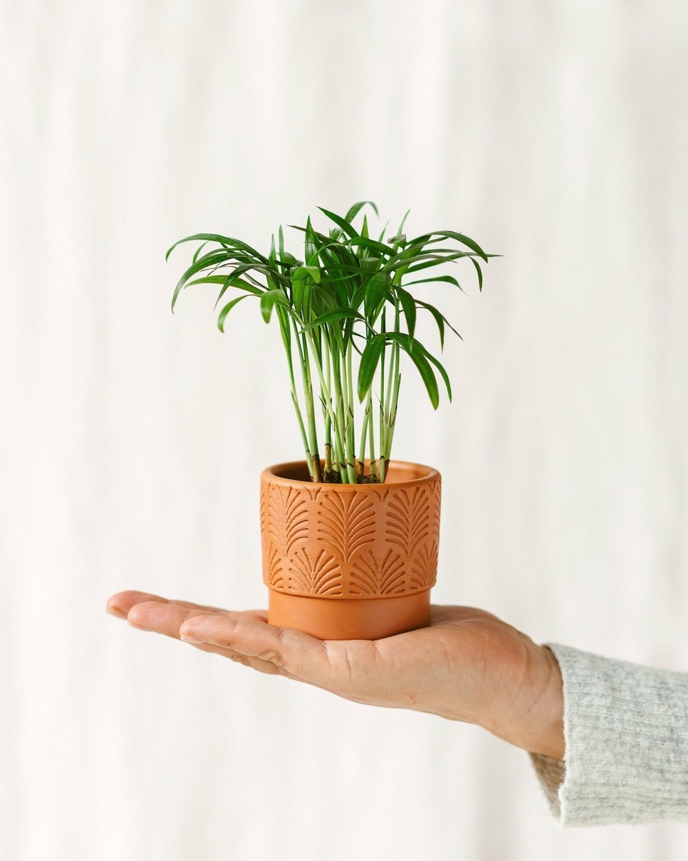Mini chamaedorea 18cm - plante d'intérieur