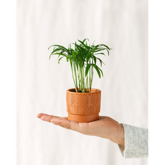 Mini chamaedorea 18cm - plante d'intérieur