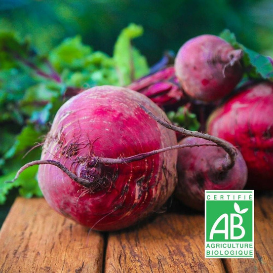 Graines de betterave de détroit 2 - sans traitement sachet