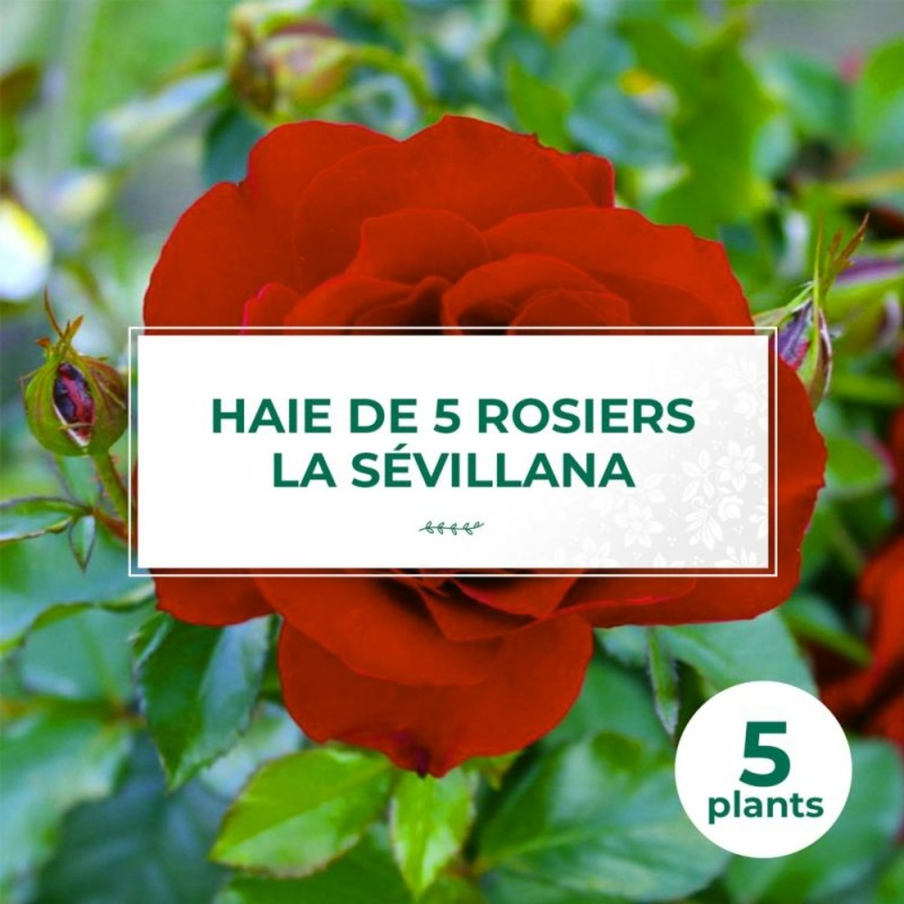 Haie de 5 rosiers 'la sevillana'