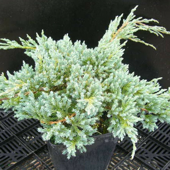 Genévrier écailleux blue carpet, juniperus pot de 5l - 40/60 cm
