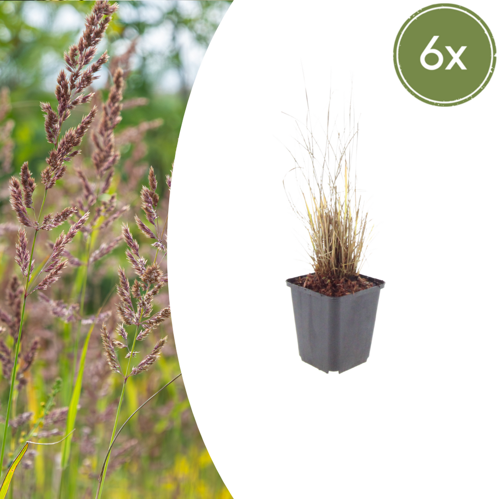 Lot de 60 - herbe aux diamants (calamagrostis brachytricha) 'calamagrostis brachytricha'