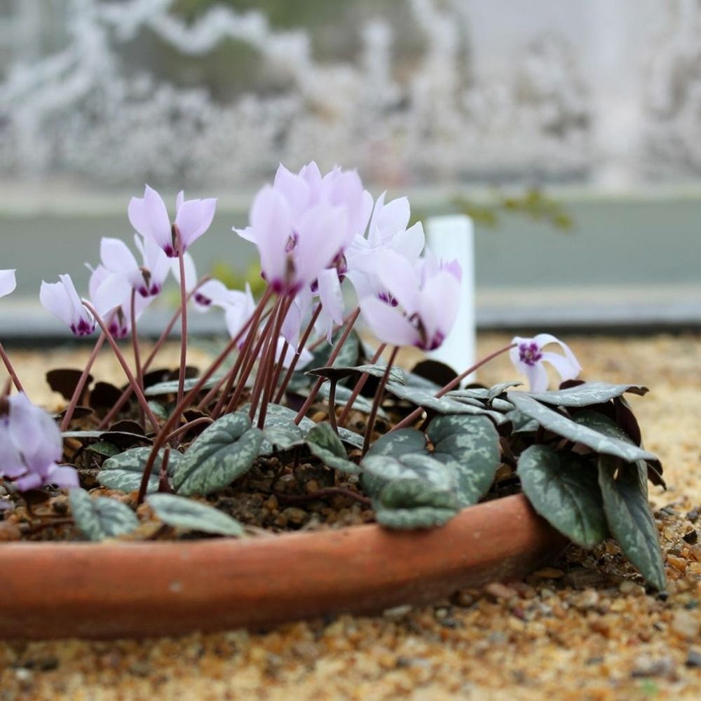 Cyclamen de cilicie boîte calibre 15+ (par 5)