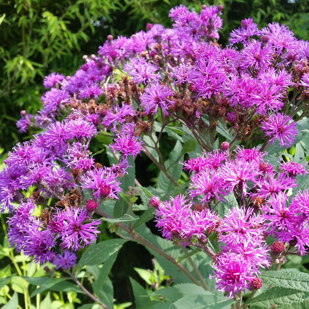 Vernonia crinita 'mammuth' godet de 8/9 cm