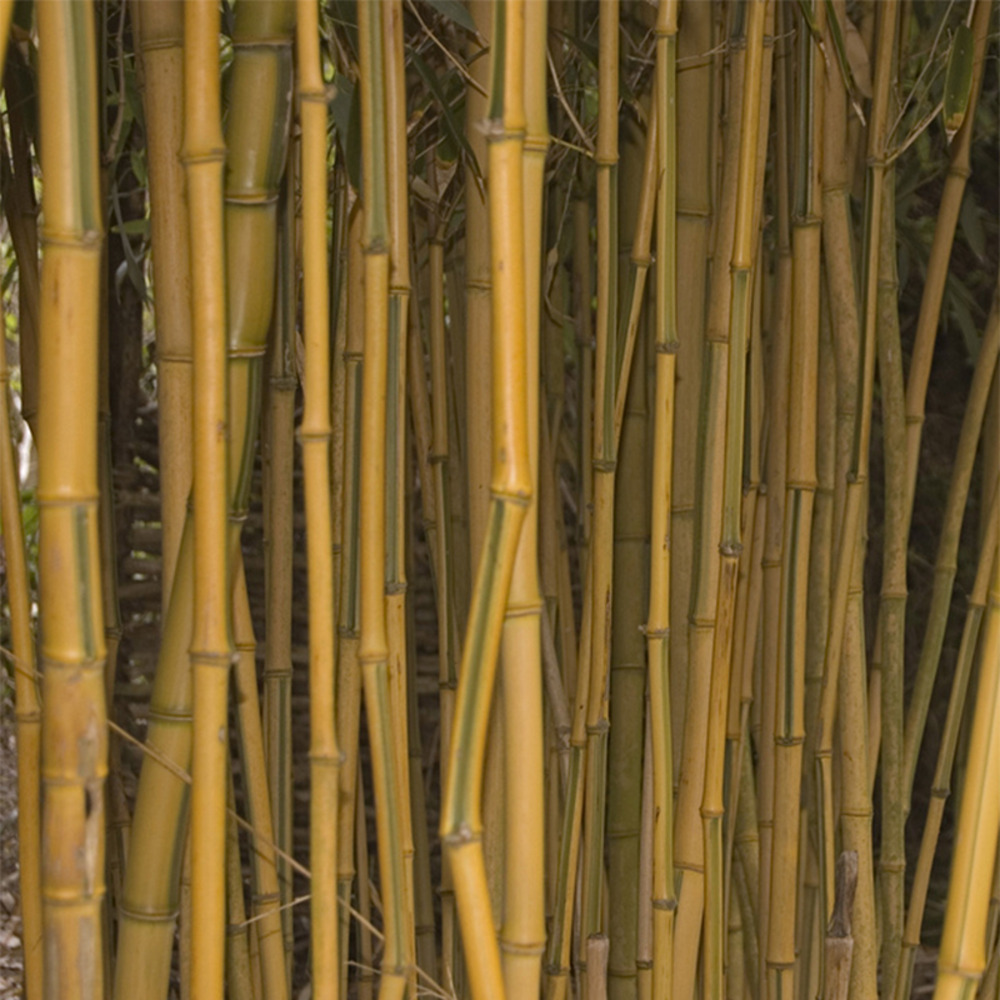 Phyllostachys aureosulcata 'spectabilis' pot de 7,5l/10l