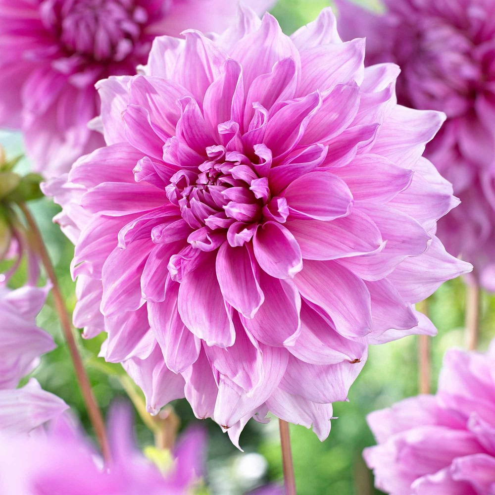 3 dahlias géant lavender perfection - le sachet de 3 bulbes / calibre i