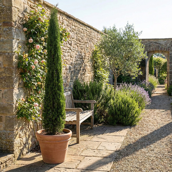 Cupressus sempervirens - cyprès italien - h. 100-120 cm - p. Ø 22 cm