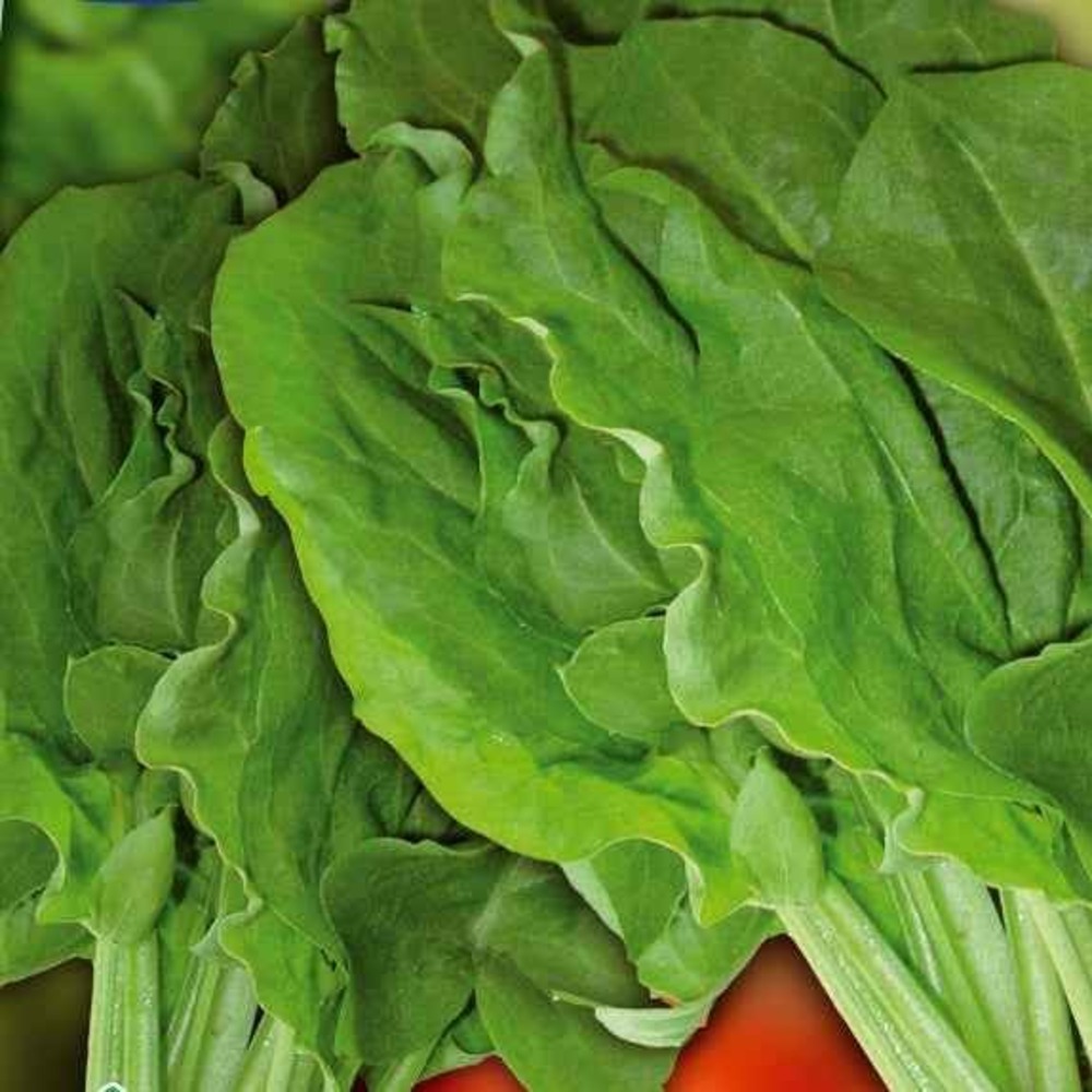 Oseille sauvage green de belleville, le sachet / 1.5g / ±1500 graines