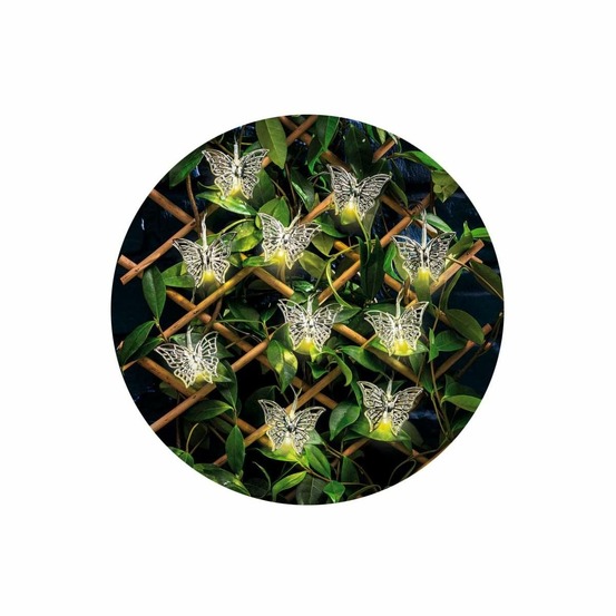 Guirlande led intérieur extérieur judy papillon