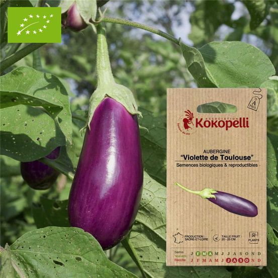 Aubergine violette de toulouse- graines bio à semer