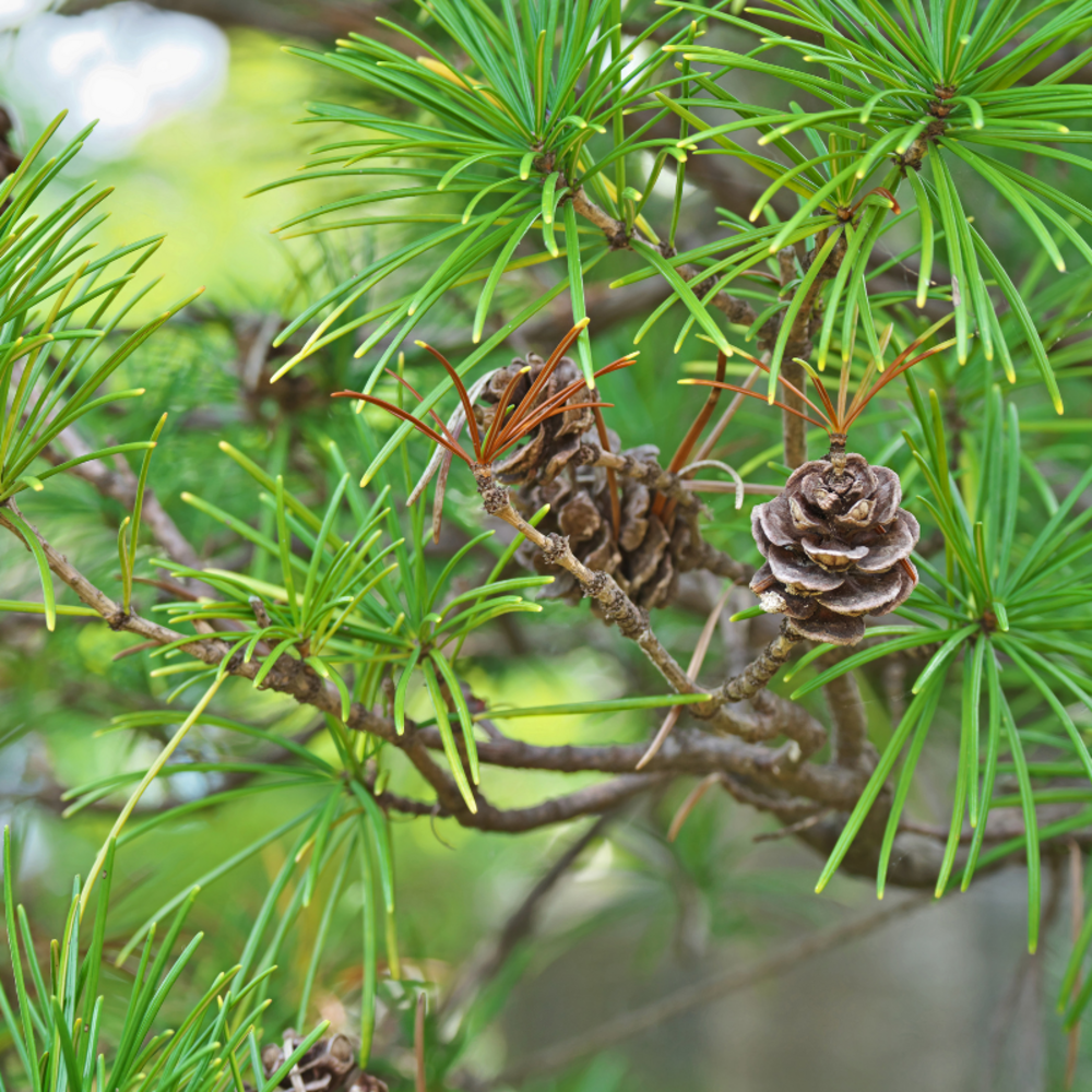 Pin parasol du japon - sciadopitys verticillata 30/40cm pot 2,5l