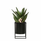 Aloe brevifolia et son cache-pot noir - h20cm, ø9cm - plante d'intérieur
