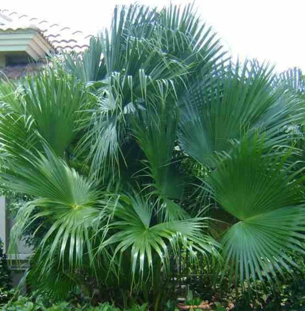 Livistona chinensis (palmier éventail chinois) pot 450l - 200/250cm - tige 100/125