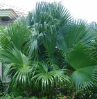 Livistona chinensis (palmier éventail chinois) taille pot 450l - 200/250cm - stipe 100/125