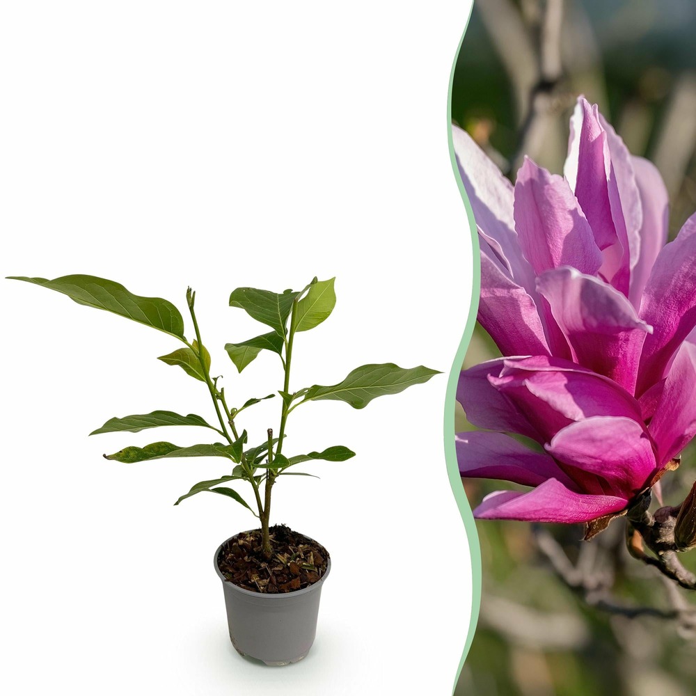 Magnolia liliiflora nigra – pot 12 cm – hauteur 30 cm