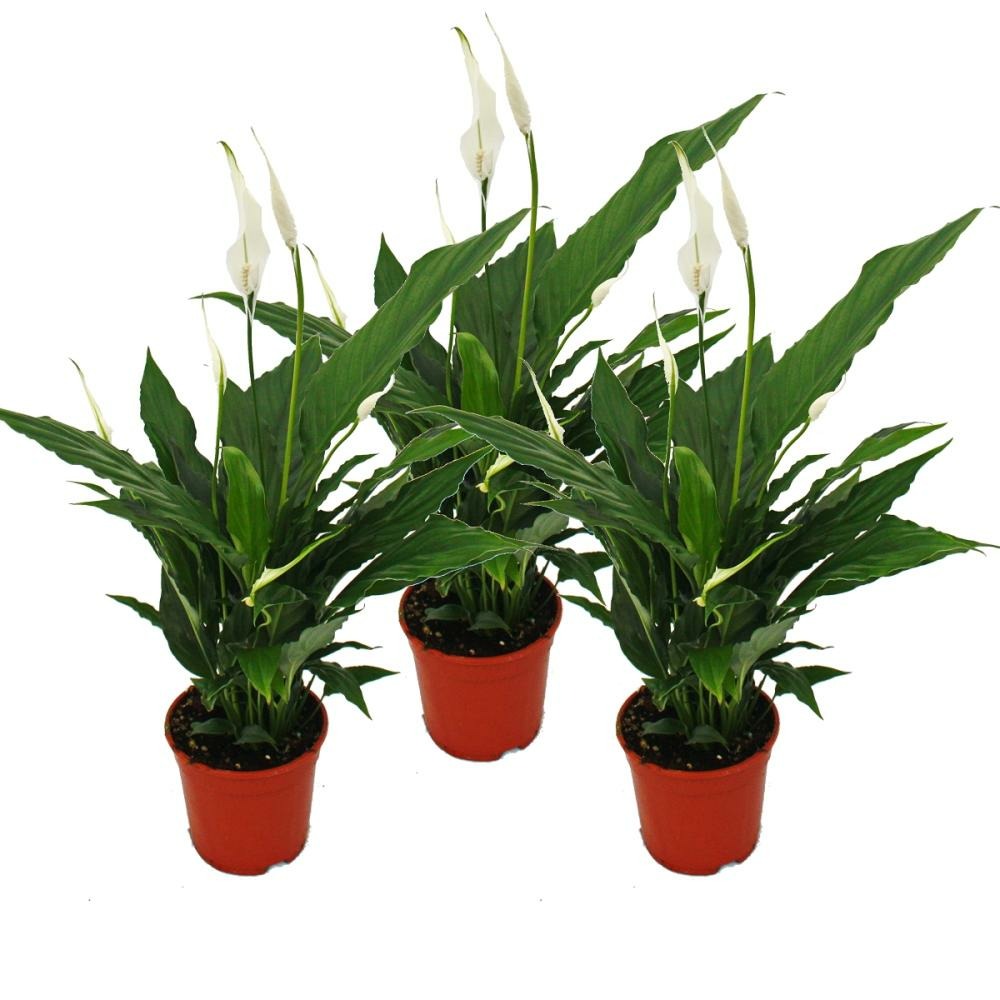 Spathiphyllum 