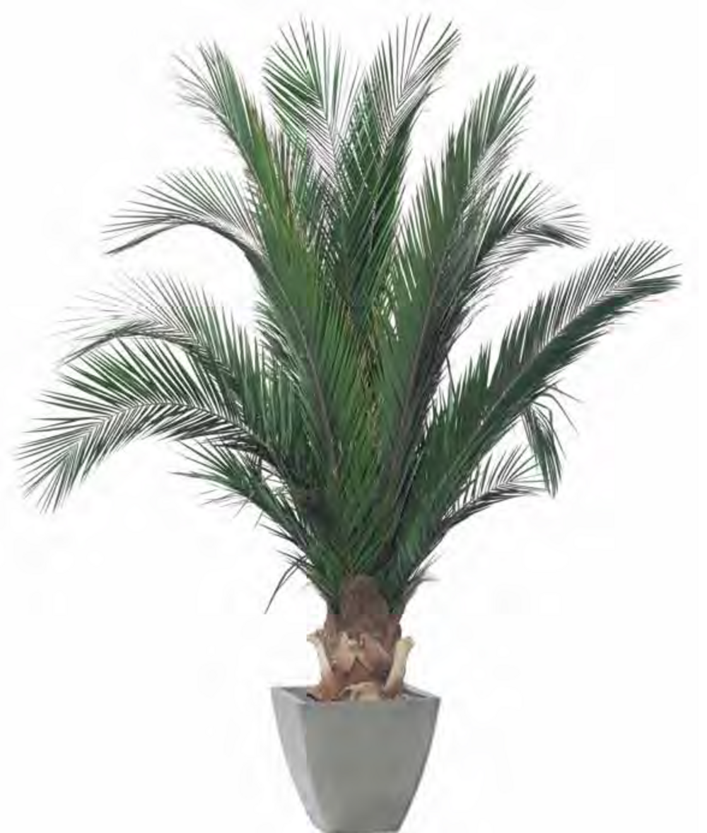 Palmier naturel stabilisé phoenix - palmier stabilisé - palmier d'intérieur - 200 cm