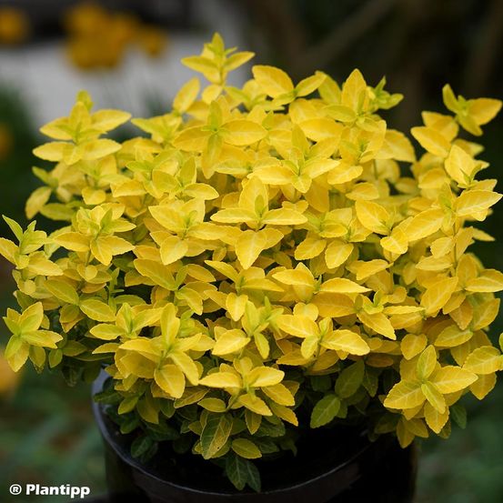 Fusain persistant 'goldy' pot de 3l/4l