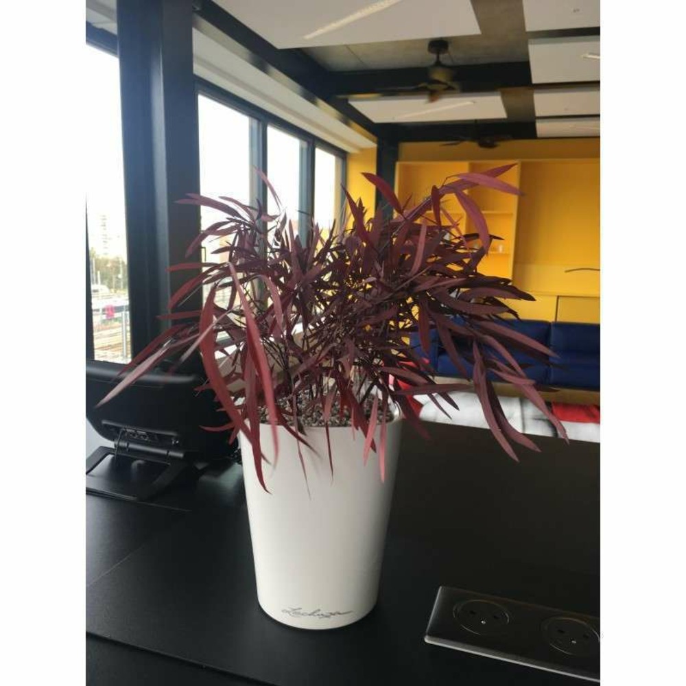 Plante stabilisée eucalyptus nicoly rouge - plante stabilisée - plante d'intérieur - 25 cm