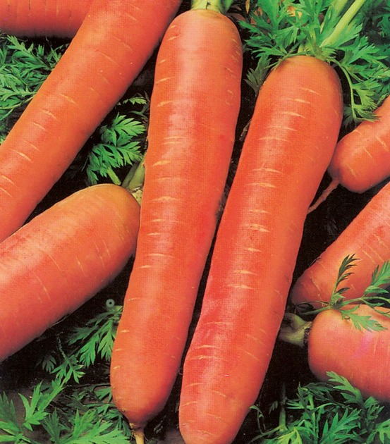 Carotte longue lisse de meaux - 5 g