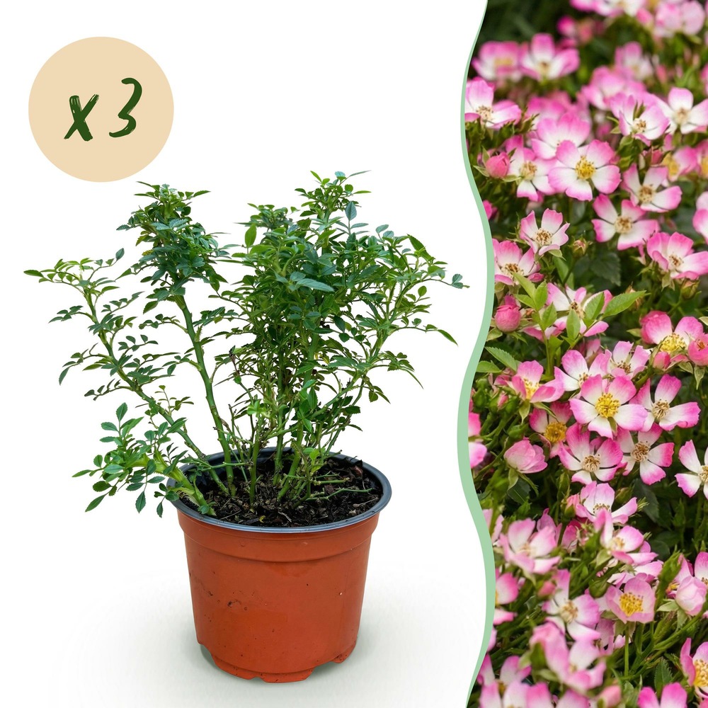 Rosier 'cutie pie' - lot de 3 - pot 12 cm - hauteur 20 cm