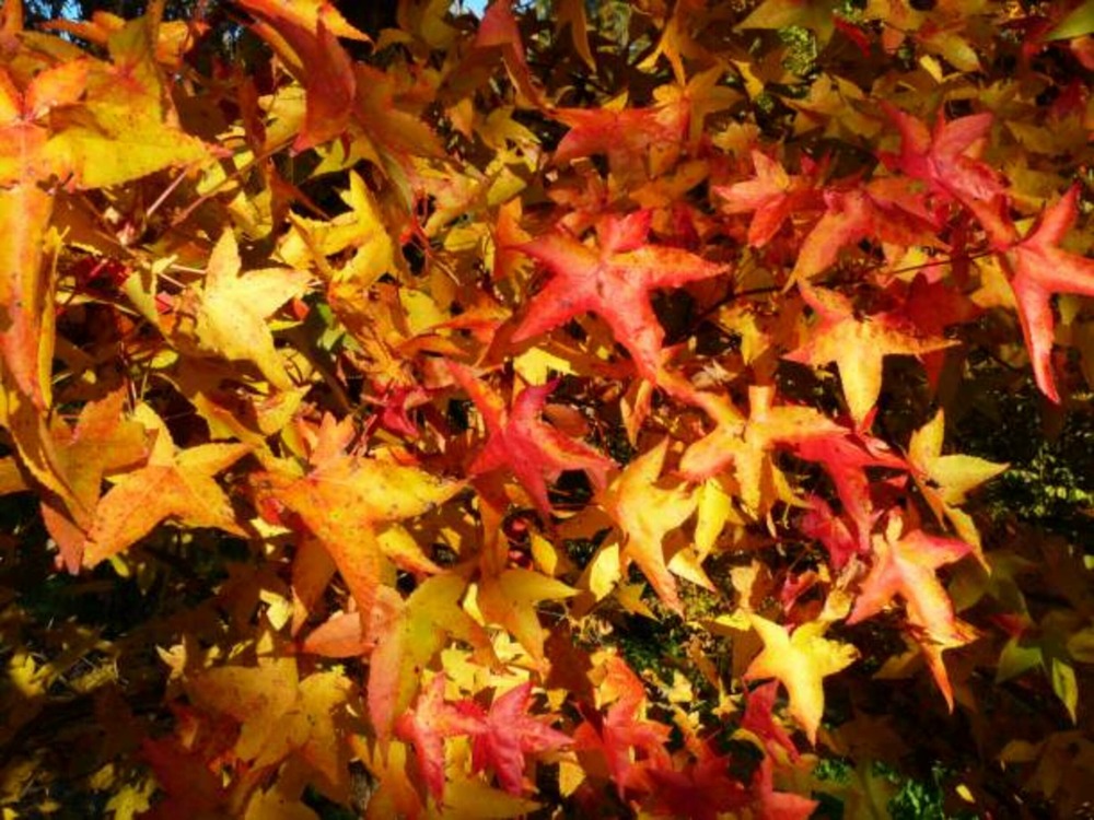 Liquidambar styraciflua golden sun c15l baliveau 150/250 cm (hors pot)