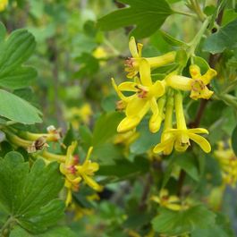 2 X Groseiller Dor Ribes Odoratum 50 60 Cm Pot Truffaut 2-x-groseiller-dor-ribes-odoratum-50-60-cm-pot-truffaut