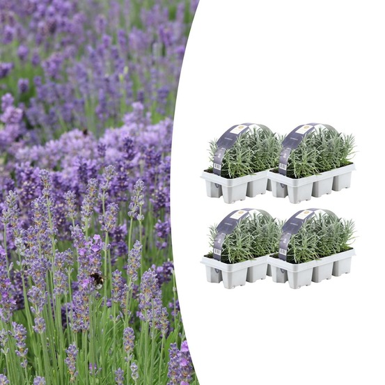 Lot de 4 - 6 pack lavendel angustifolia - h15 cm