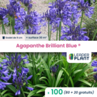 100 x agapanthe brilliant blue ® en godet