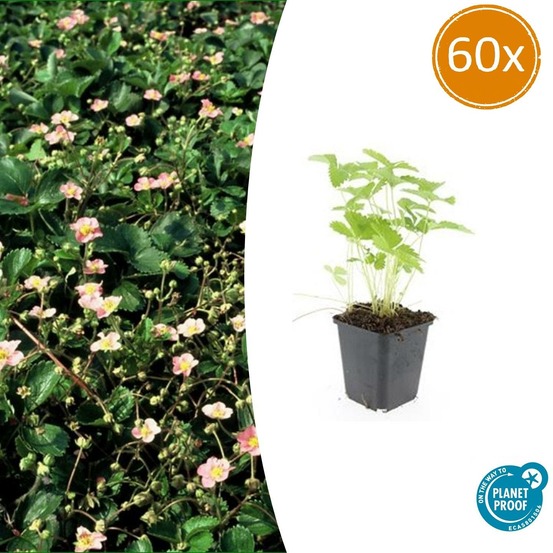 Fraisier des bois (fragaria vesca) x60 – entre 3,75 et 5m2